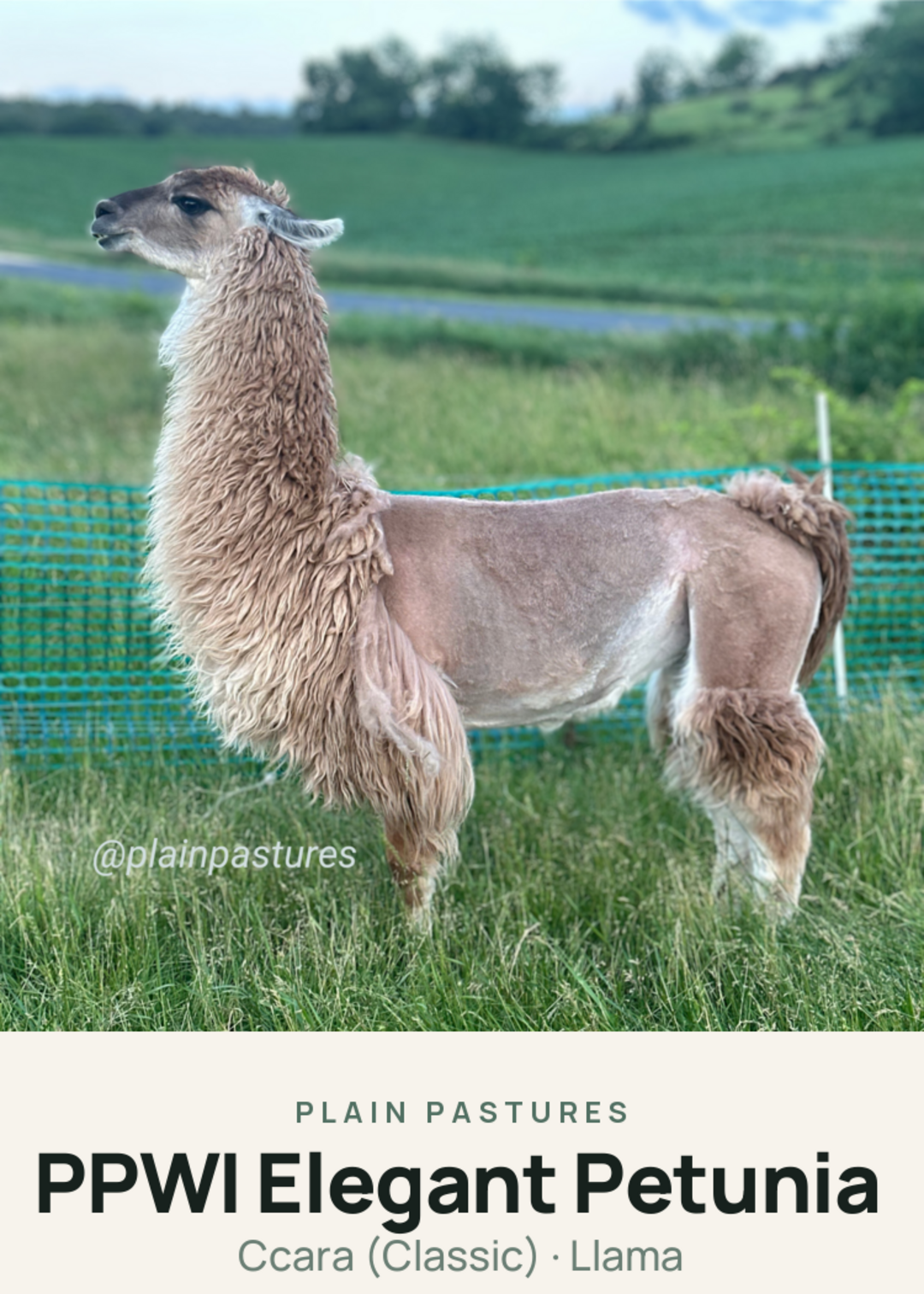PPWI Elegant Petunia Creature Card