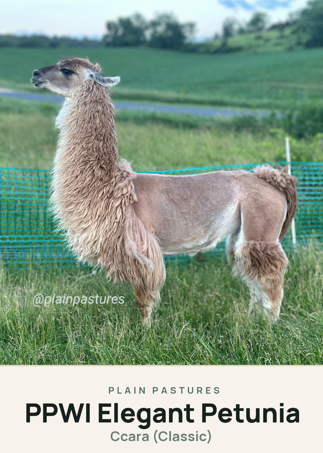 PPWI Elegant Petunia Creature Card