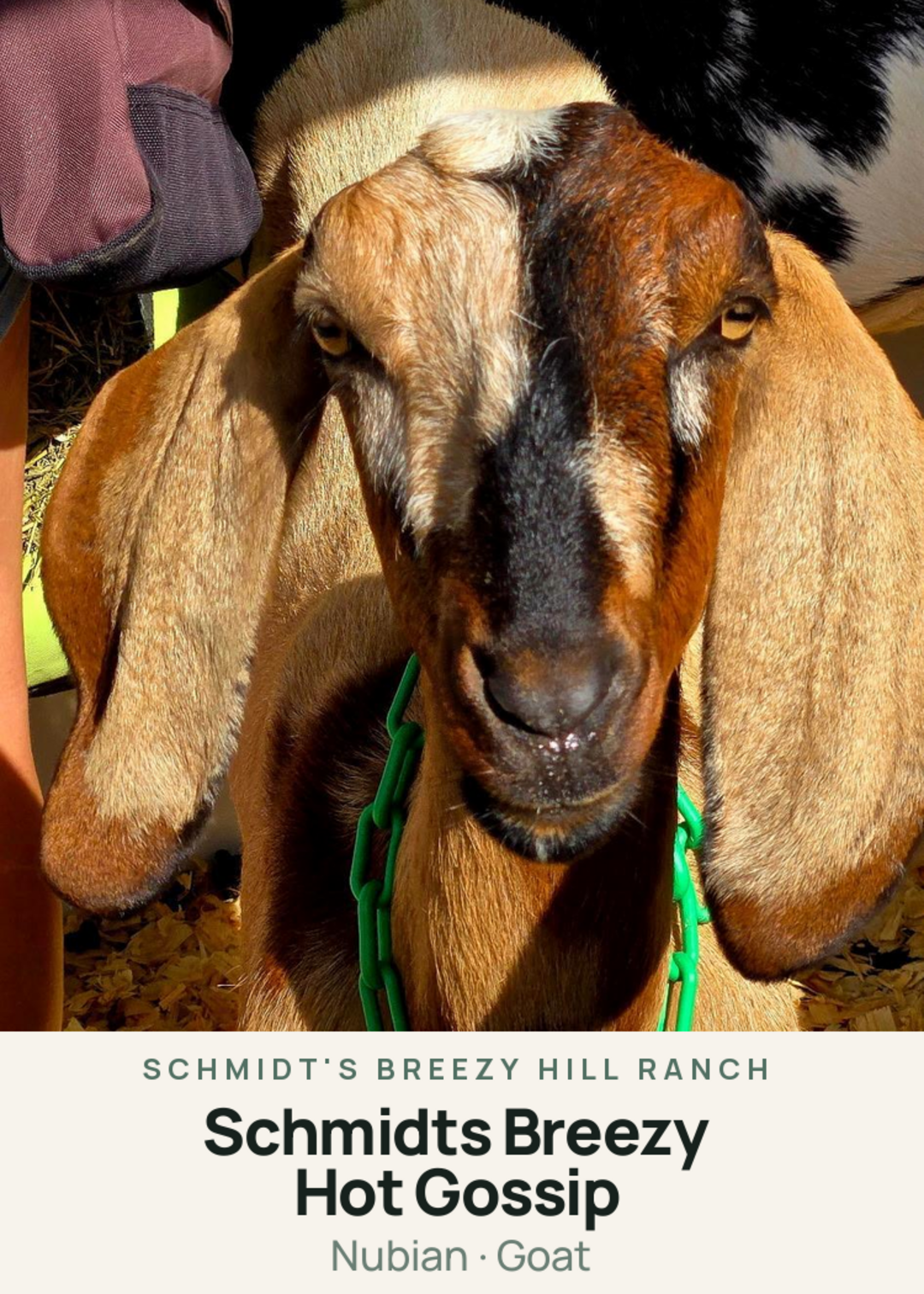 Schmidts Breezy Hot Gossip Creature Card