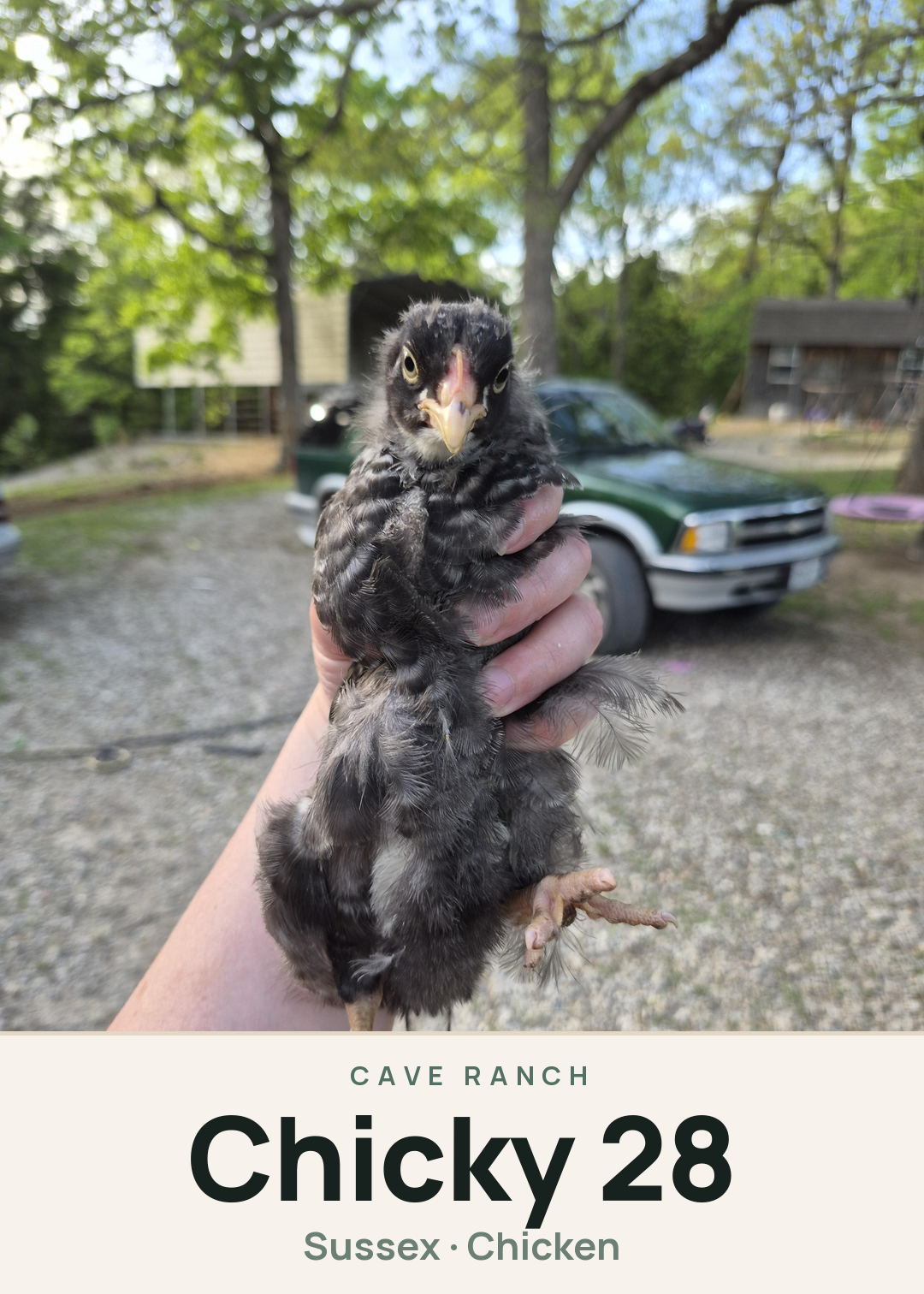 Chicky 28 Creature Card