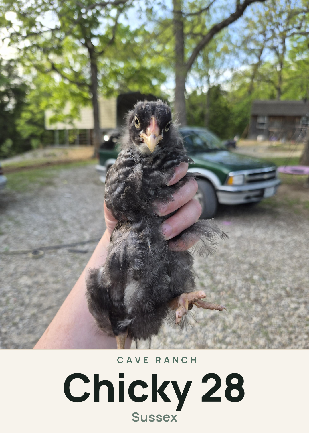 Chicky 28 Creature Card