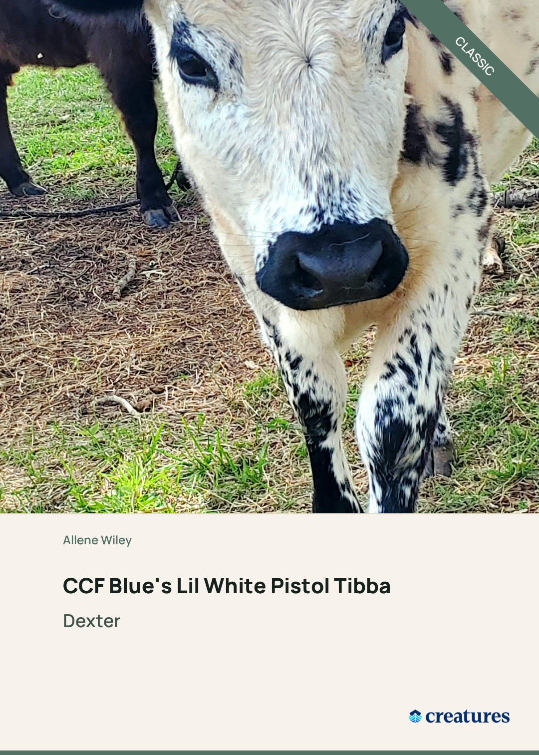 CCF Blue's Lil White Pistol Tibba Creature Card
