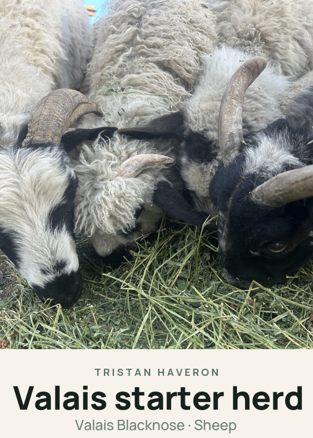 Valais starter herd Creature Card