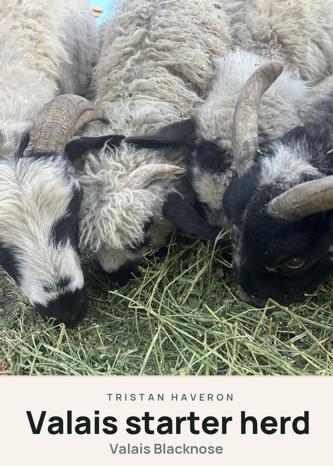 Valais starter herd Creature Card