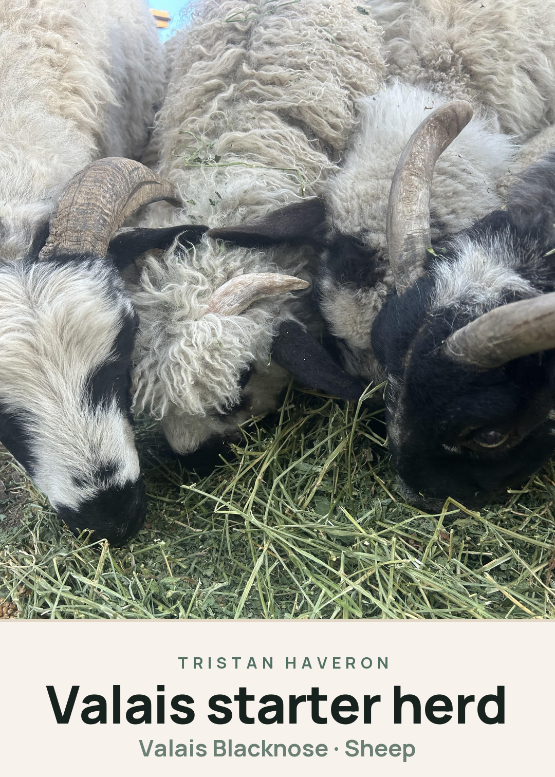 Valais starter herd Creature Card