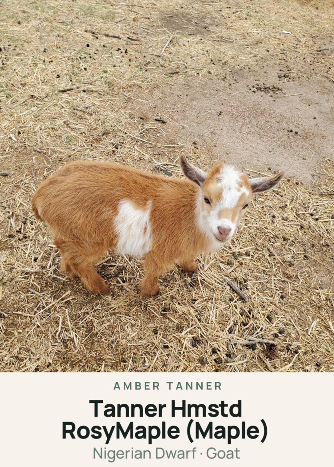 Tanner Hmstd RosyMaple (Maple) Creature Card