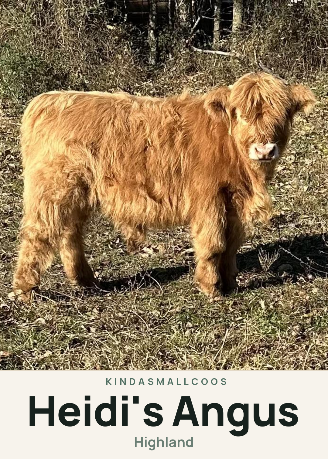 Heidi's Angus Creature Card