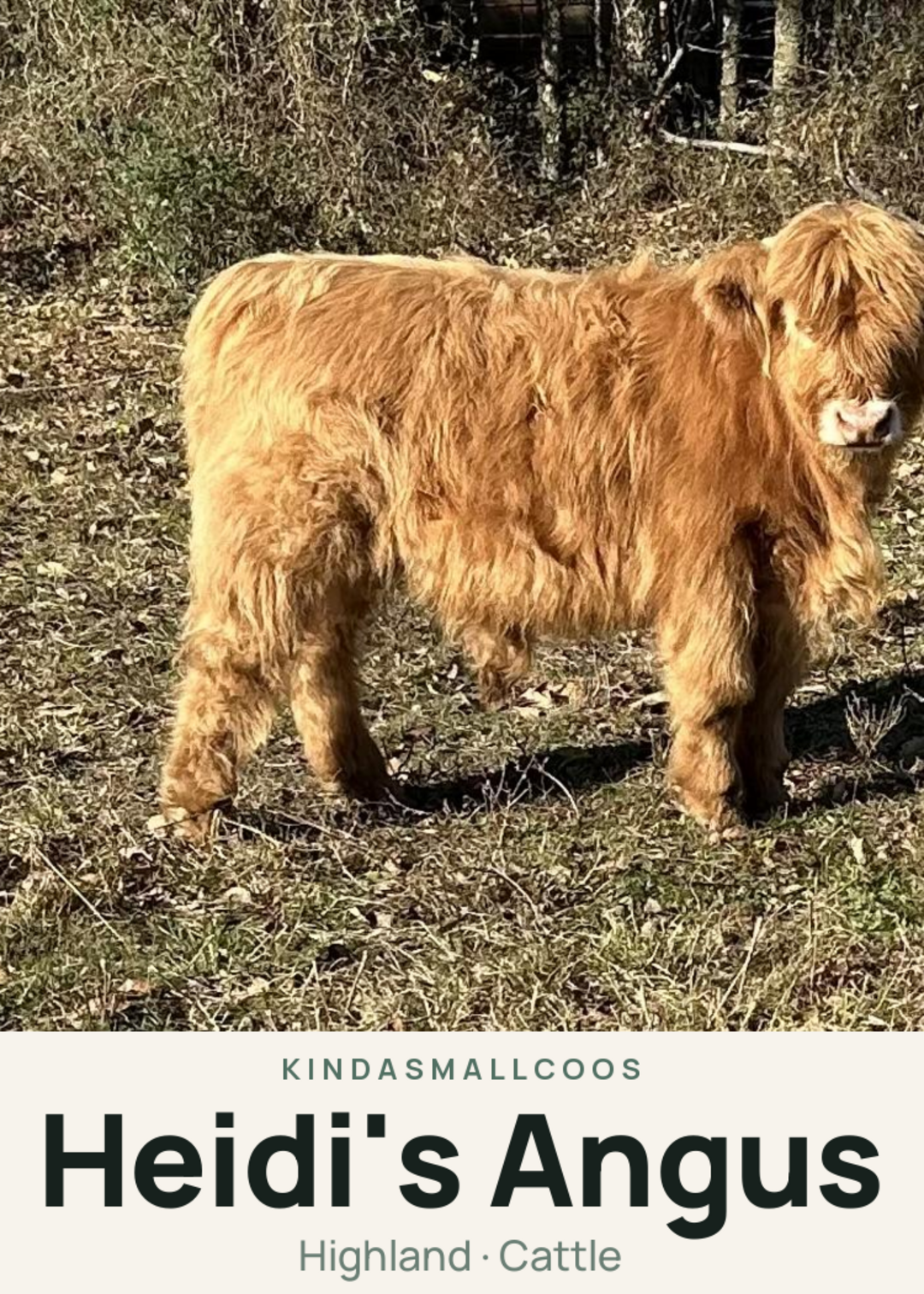 Heidi's Angus Creature Card