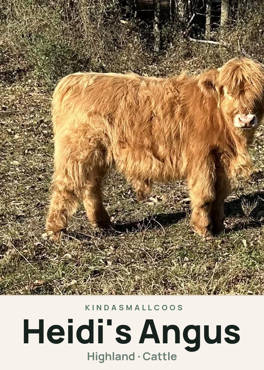 Heidi's Angus Creature Card