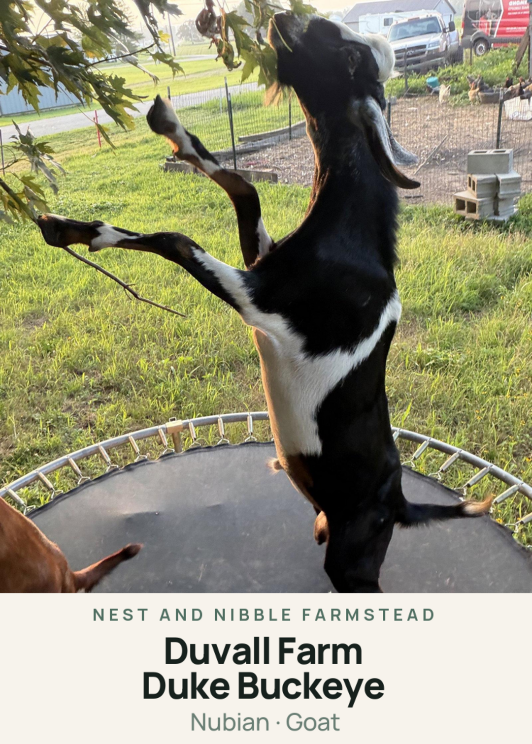 Duvall Farm Duke Buckeye Creature Card