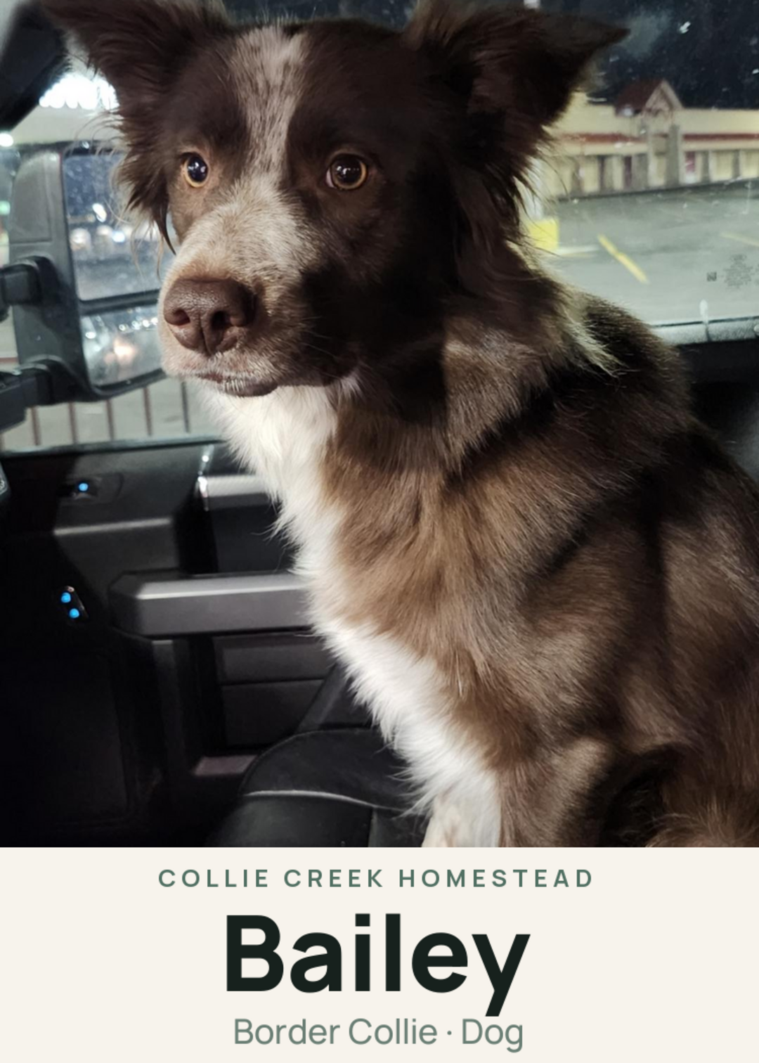 Bailey Creature Card