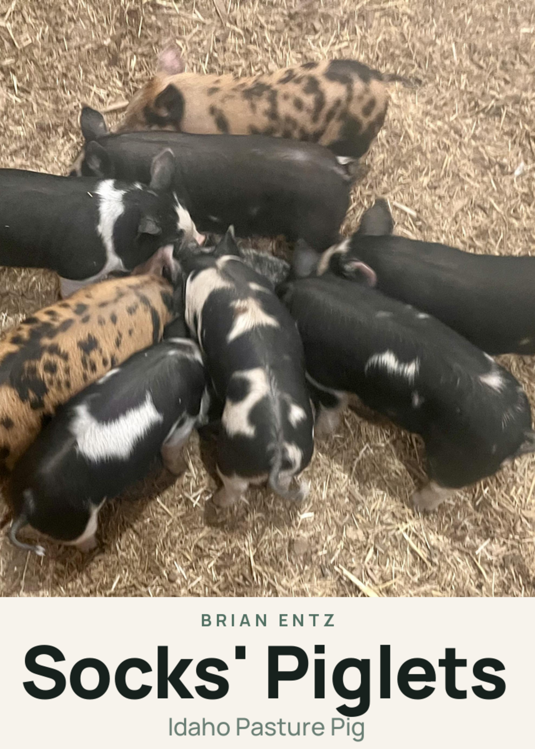Socks' Piglets Creature Card