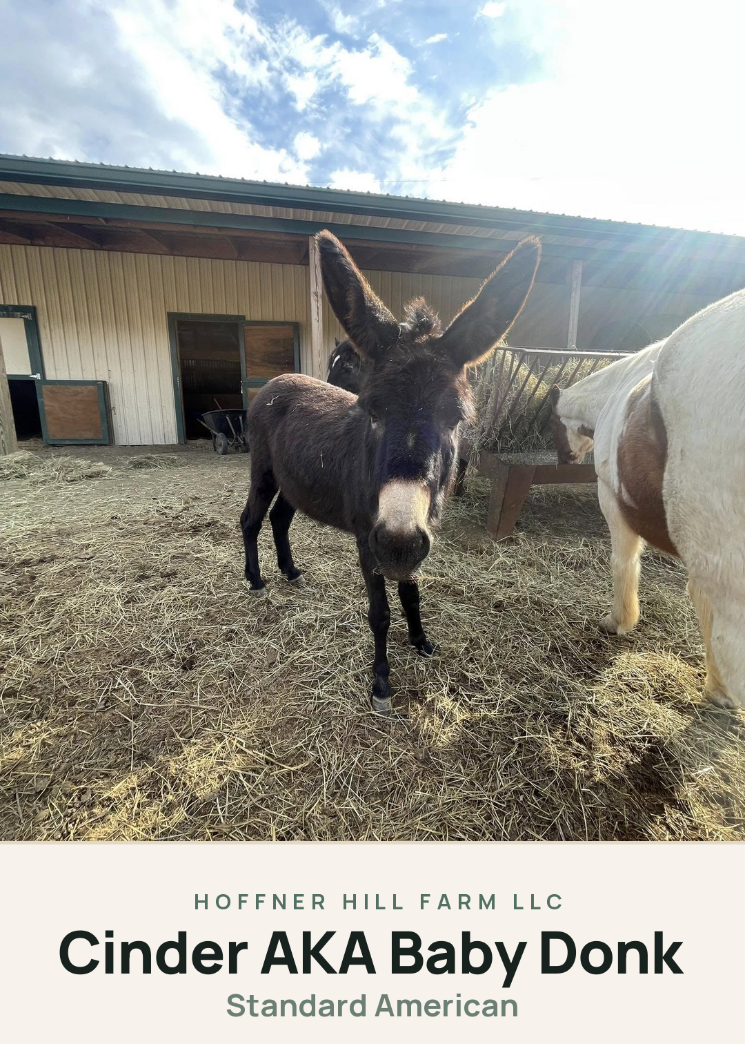 Cinder AKA Baby Donk Creature Card