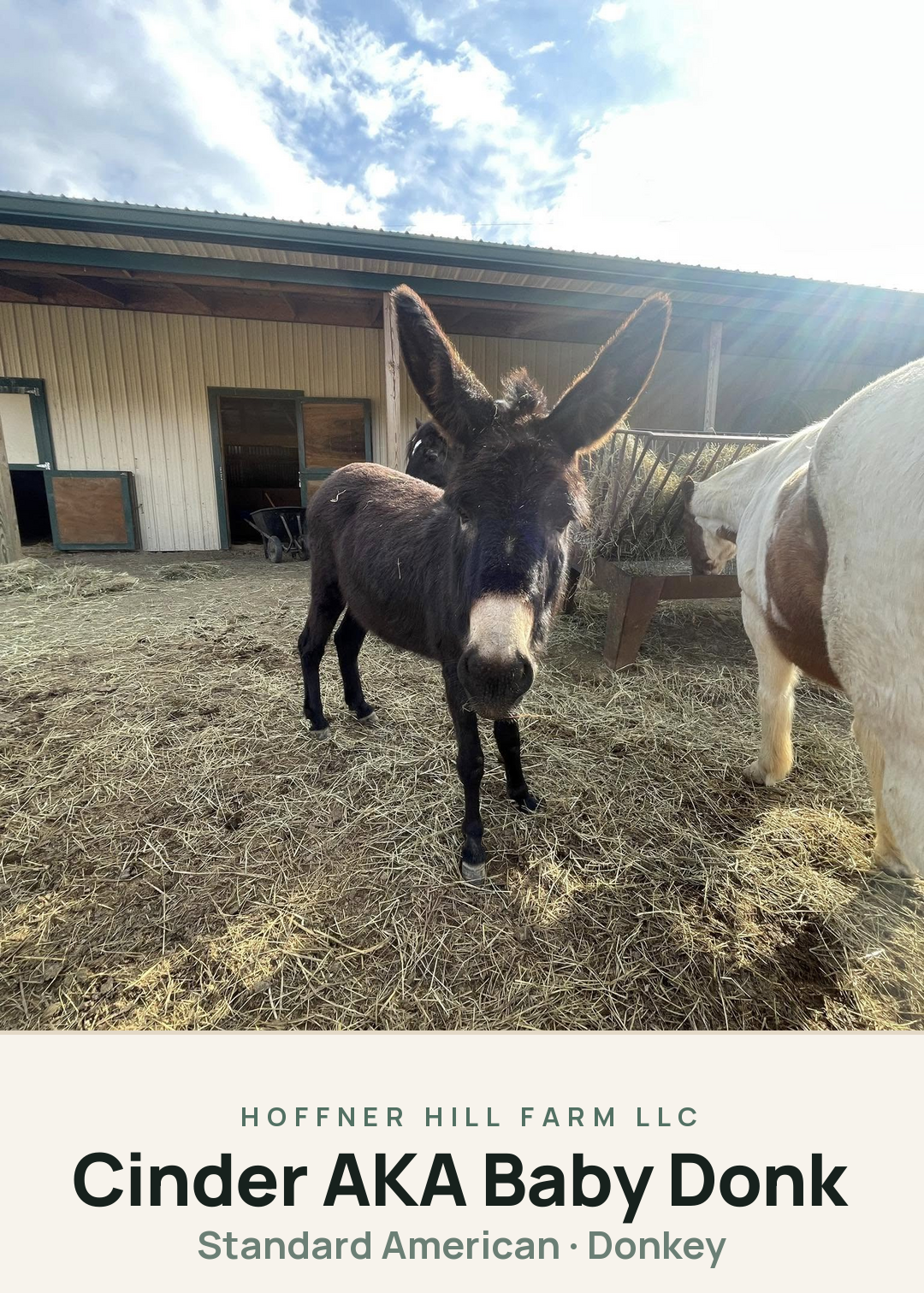 Cinder AKA Baby Donk Creature Card