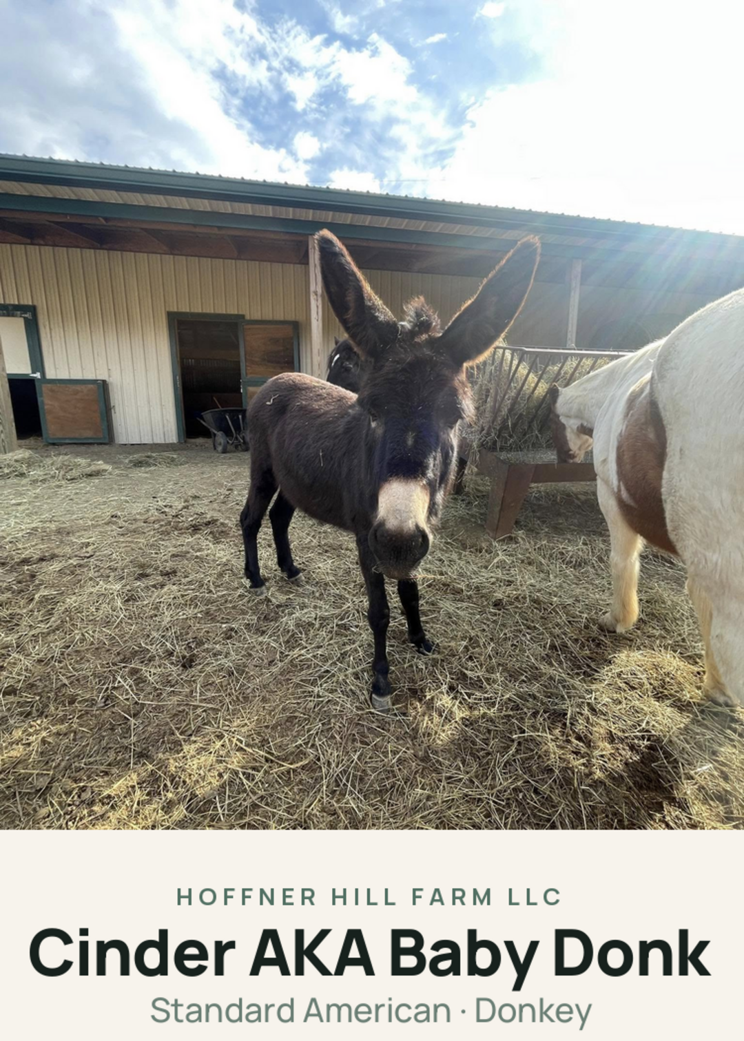Cinder AKA Baby Donk Creature Card