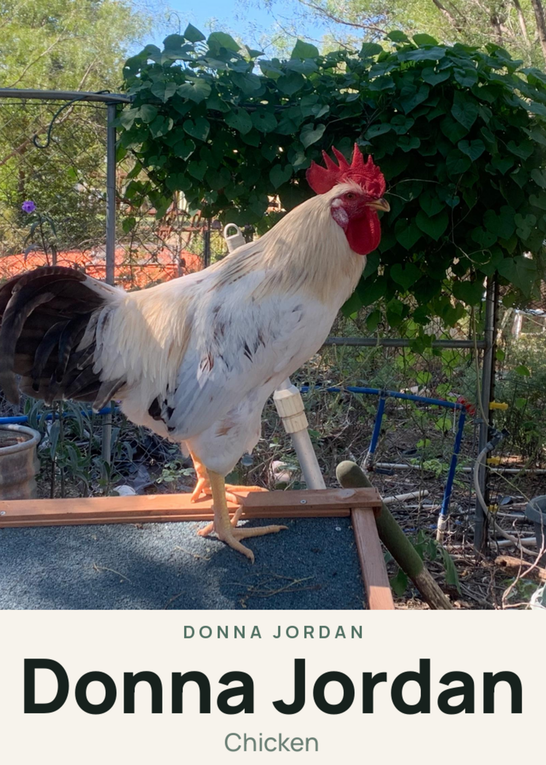 Donna Jordan Creature Card