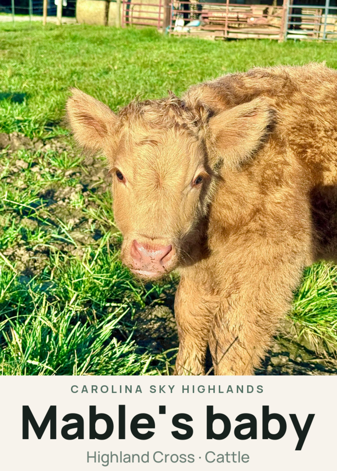 Mable's baby Creature Card