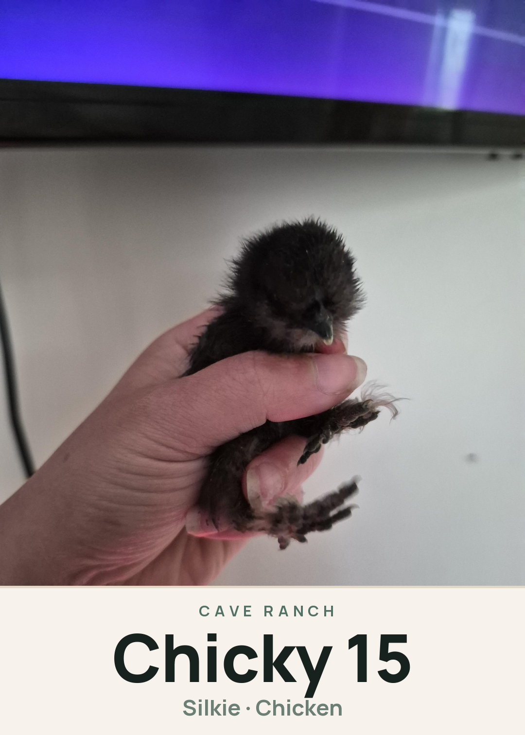 Chicky 15 Creature Card