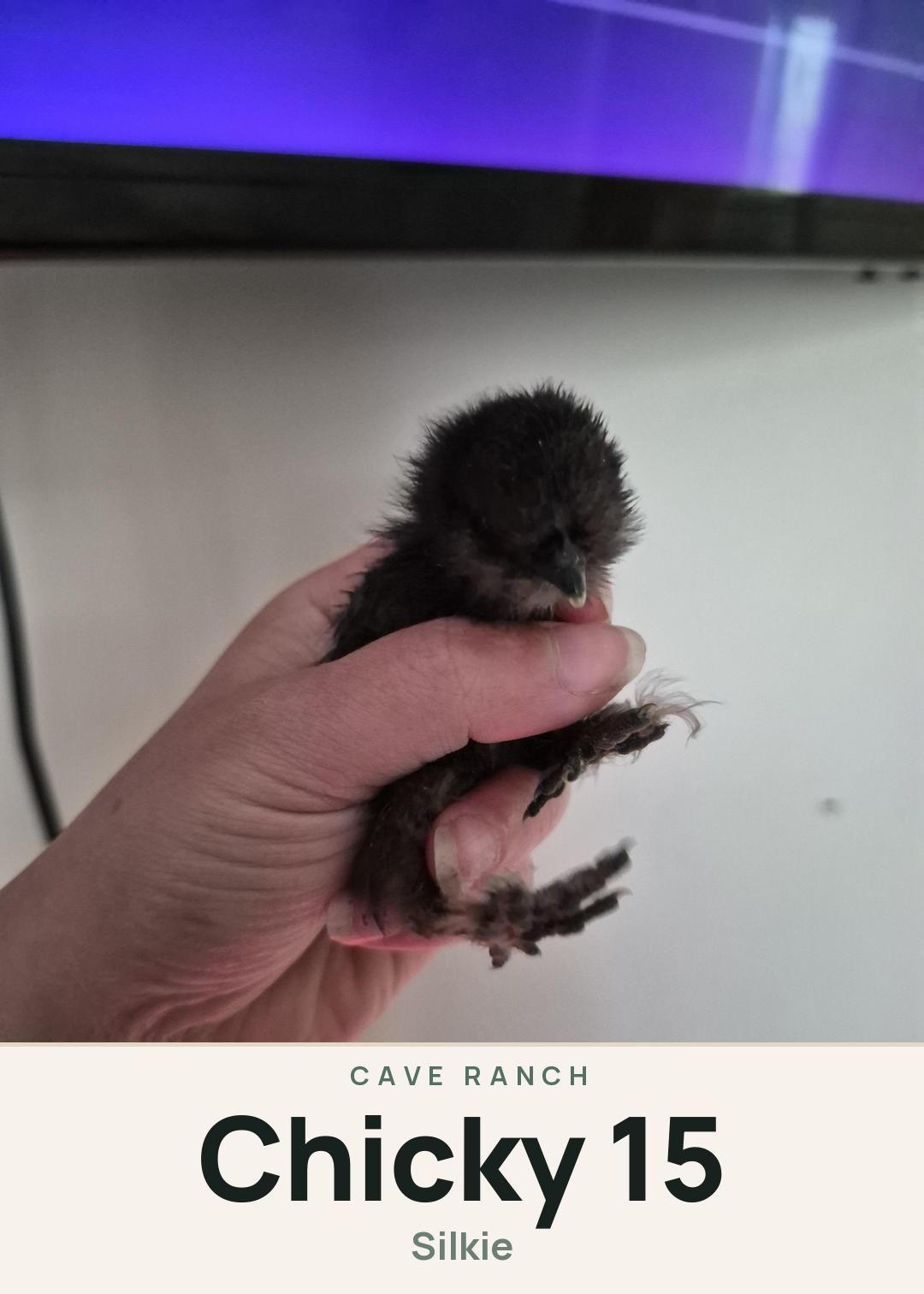 Chicky 15 Creature Card
