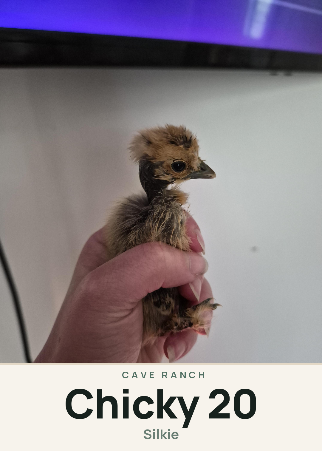 Chicky 20 Creature Card
