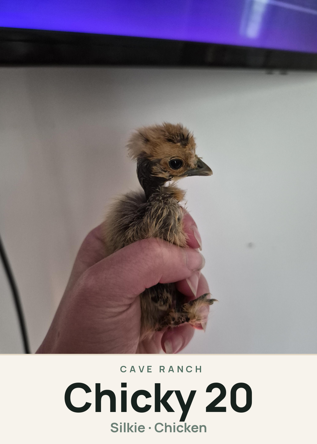 Chicky 20 Creature Card