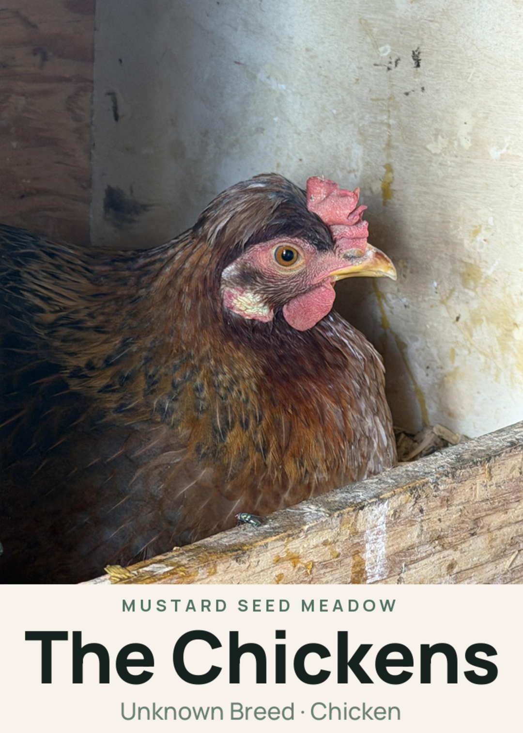 The Chickens Creature Card