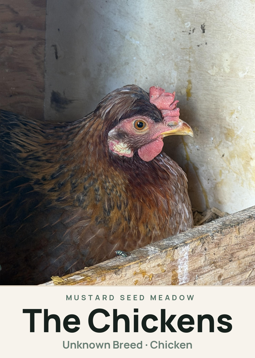 The Chickens Creature Card