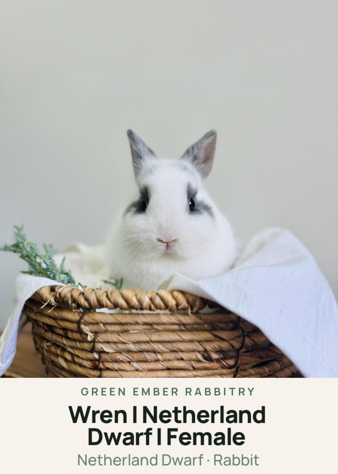 Wren | Netherland Dwarf | Female Creature Card