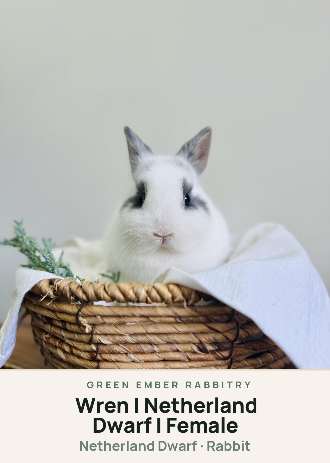 Wren | Netherland Dwarf | Female Creature Card