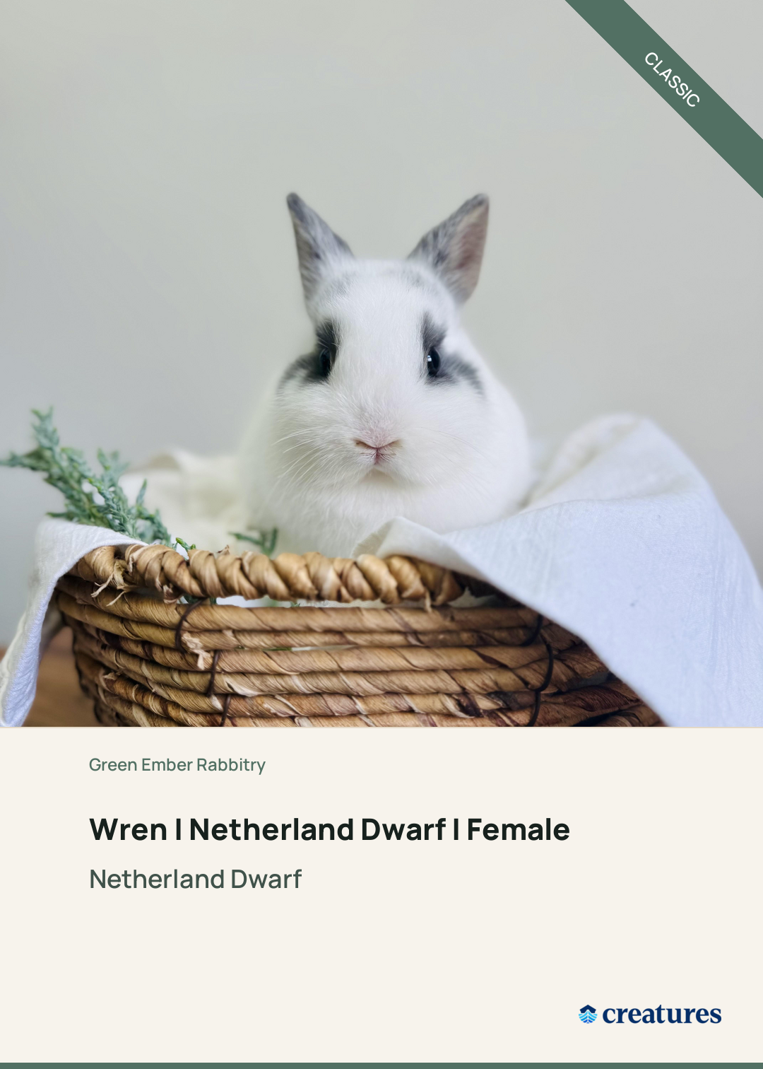 Wren | Netherland Dwarf | Female Creature Card