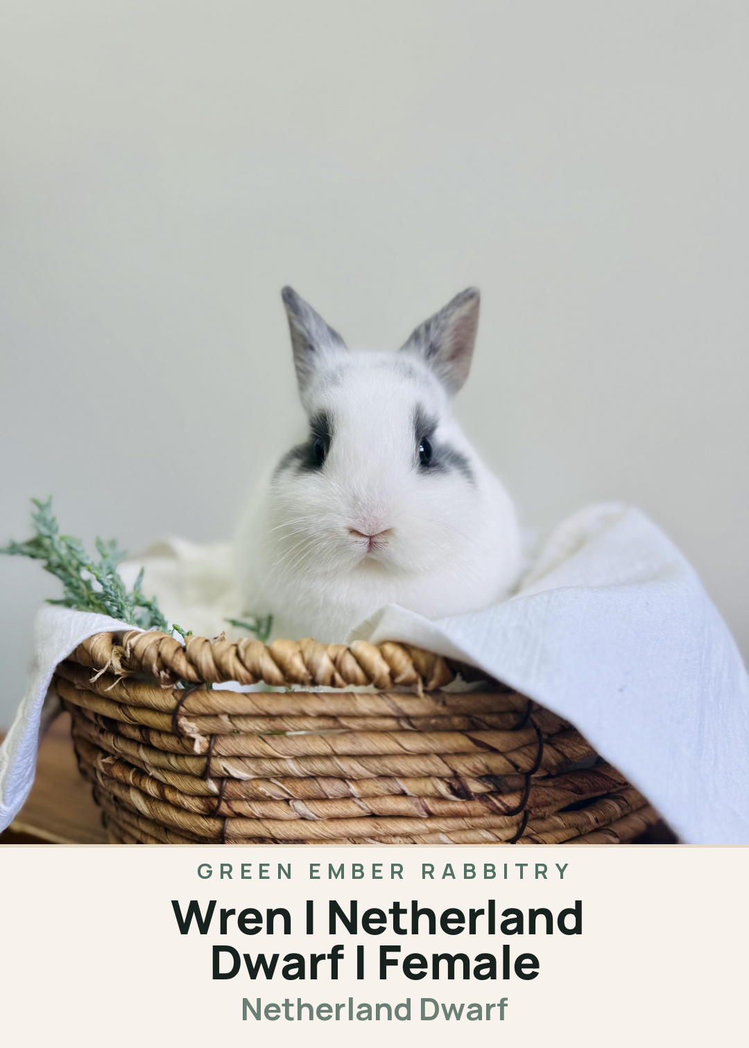 Wren | Netherland Dwarf | Female Creature Card