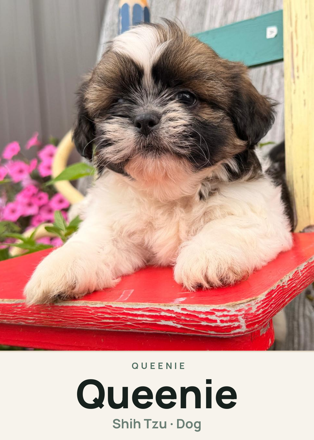 Queenie Creature Card