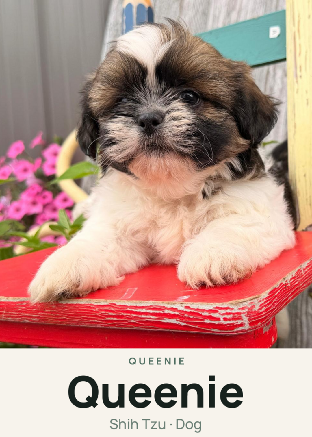 Queenie Creature Card