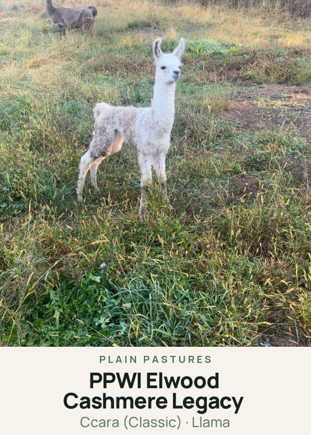 PPWI Elwood Cashmere Legacy Creature Card
