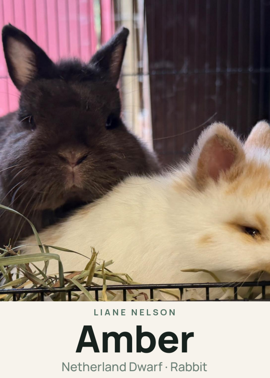Amber Creature Card