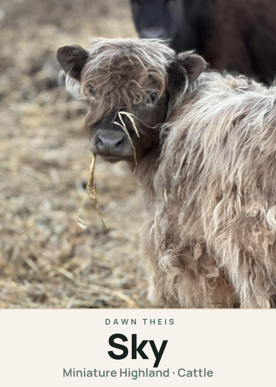 Sky Creature Card