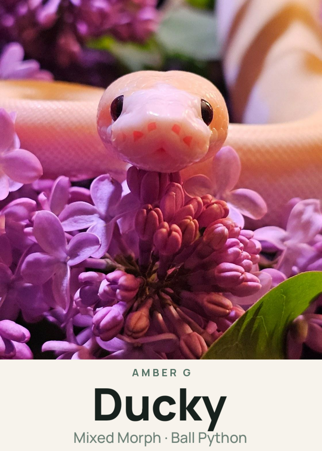 Ducky Creature Card