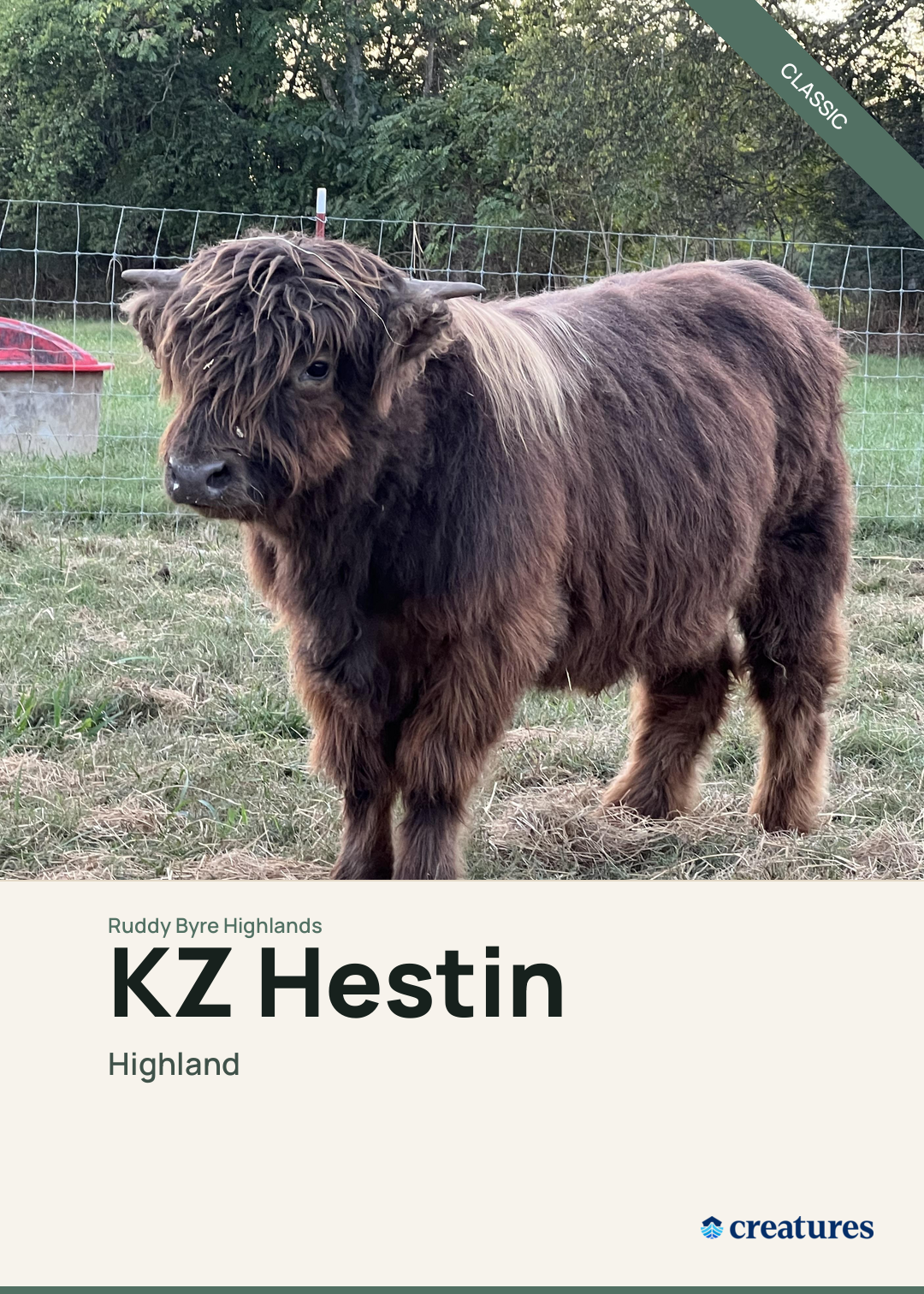 KZ Hestin Creature Card
