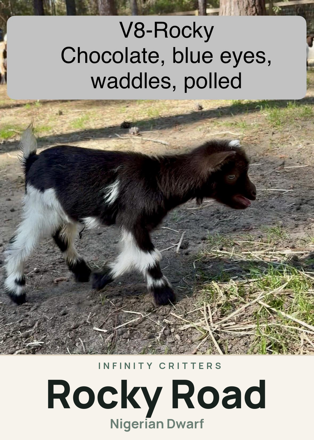 Rocky Road Creature Card
