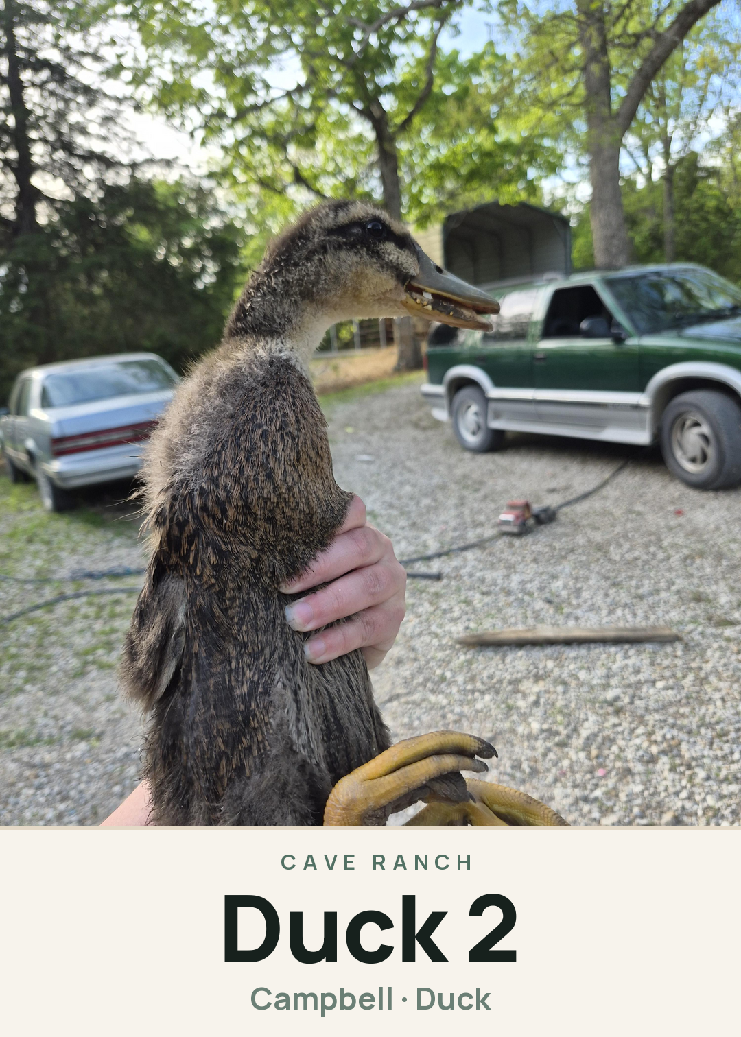 Duck 2 Creature Card
