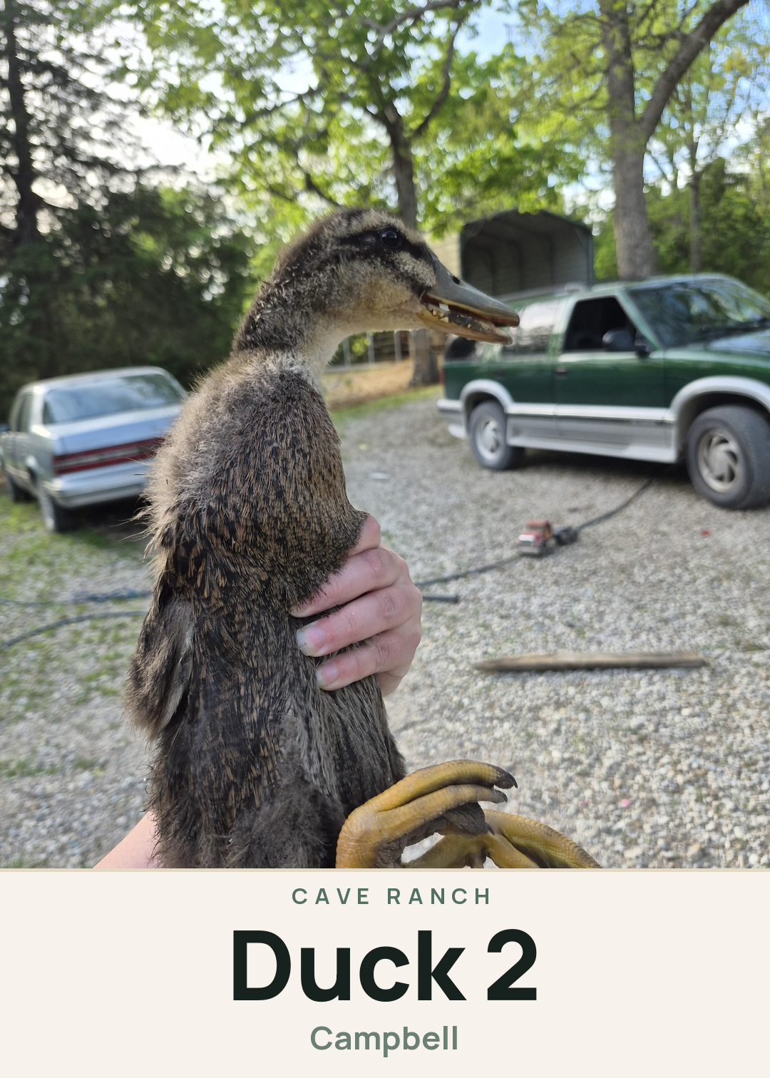 Duck 2 Creature Card