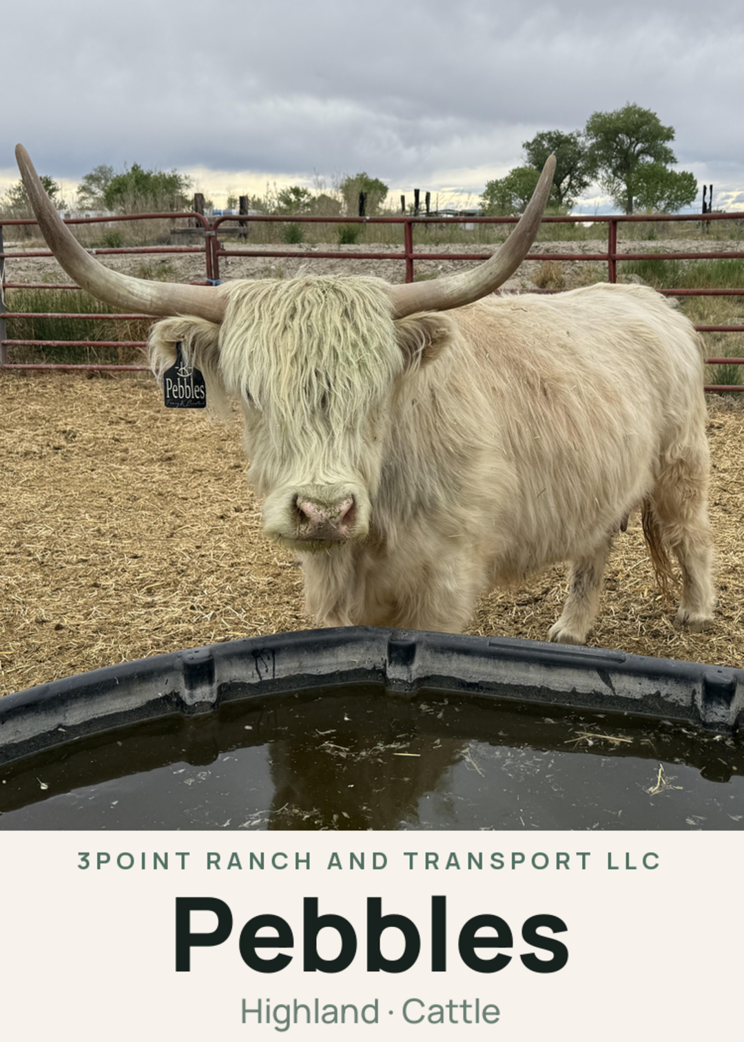 Pebbles Creature Card