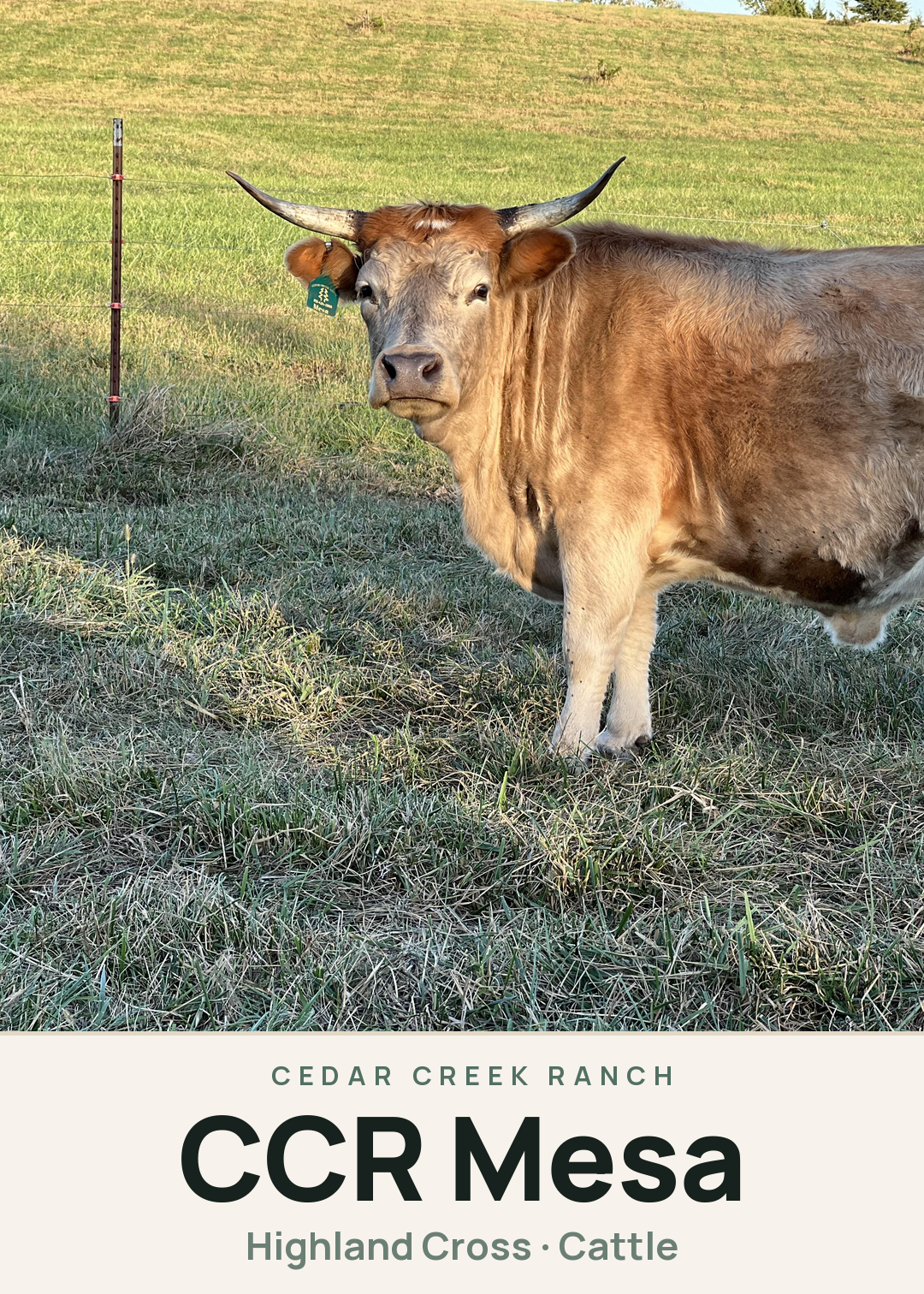 CCR Mesa Creature Card
