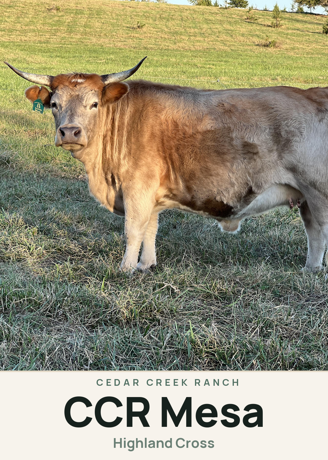 CCR Mesa Creature Card
