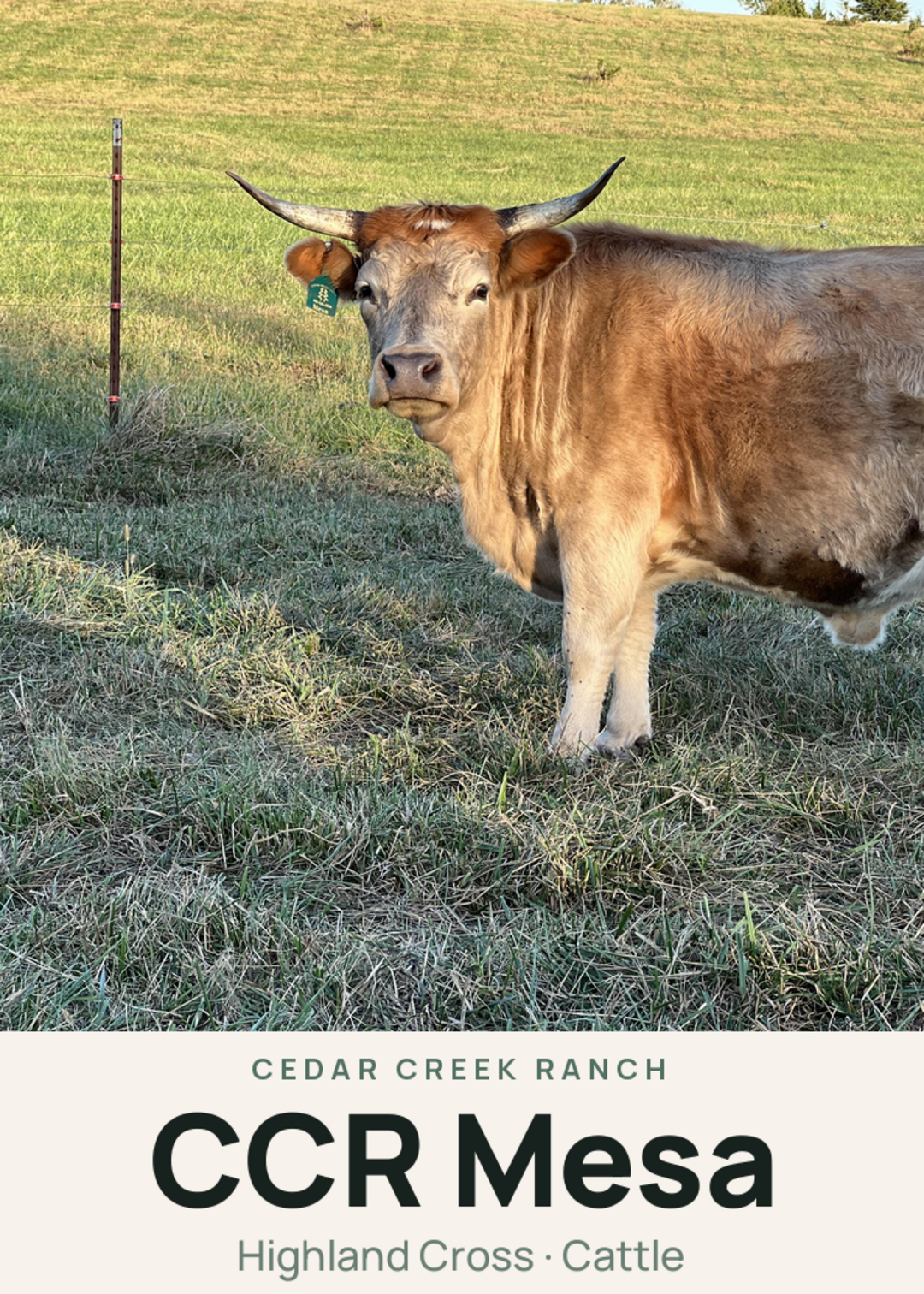 CCR Mesa Creature Card