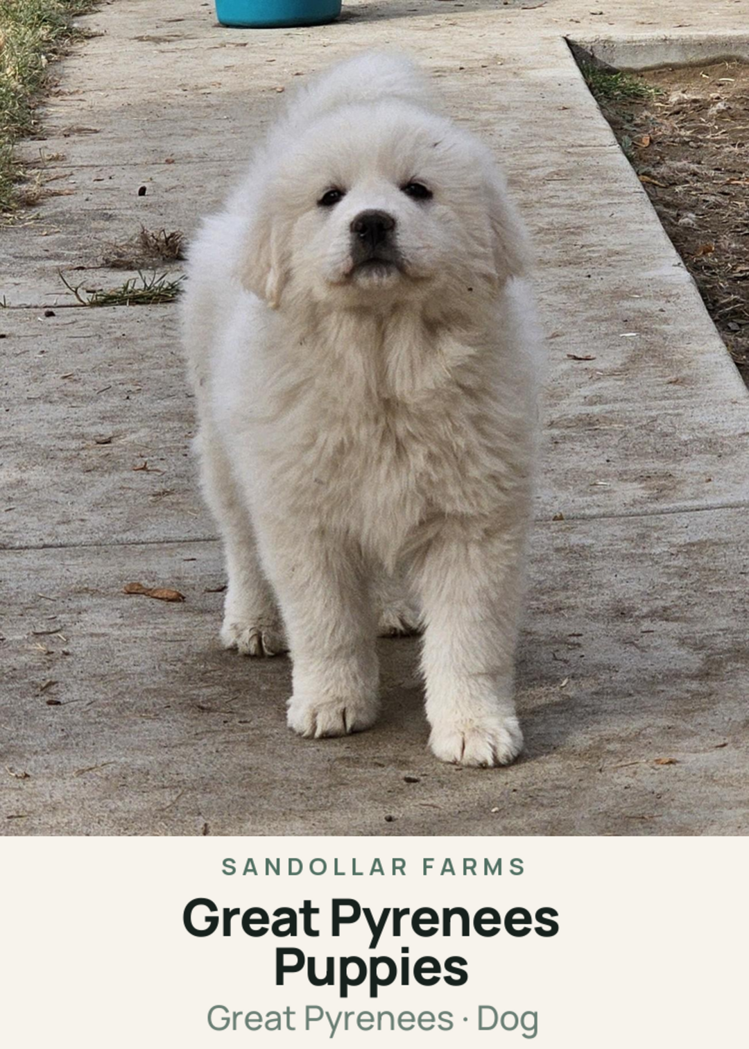 Great Pyrenees Puppies Creature Card