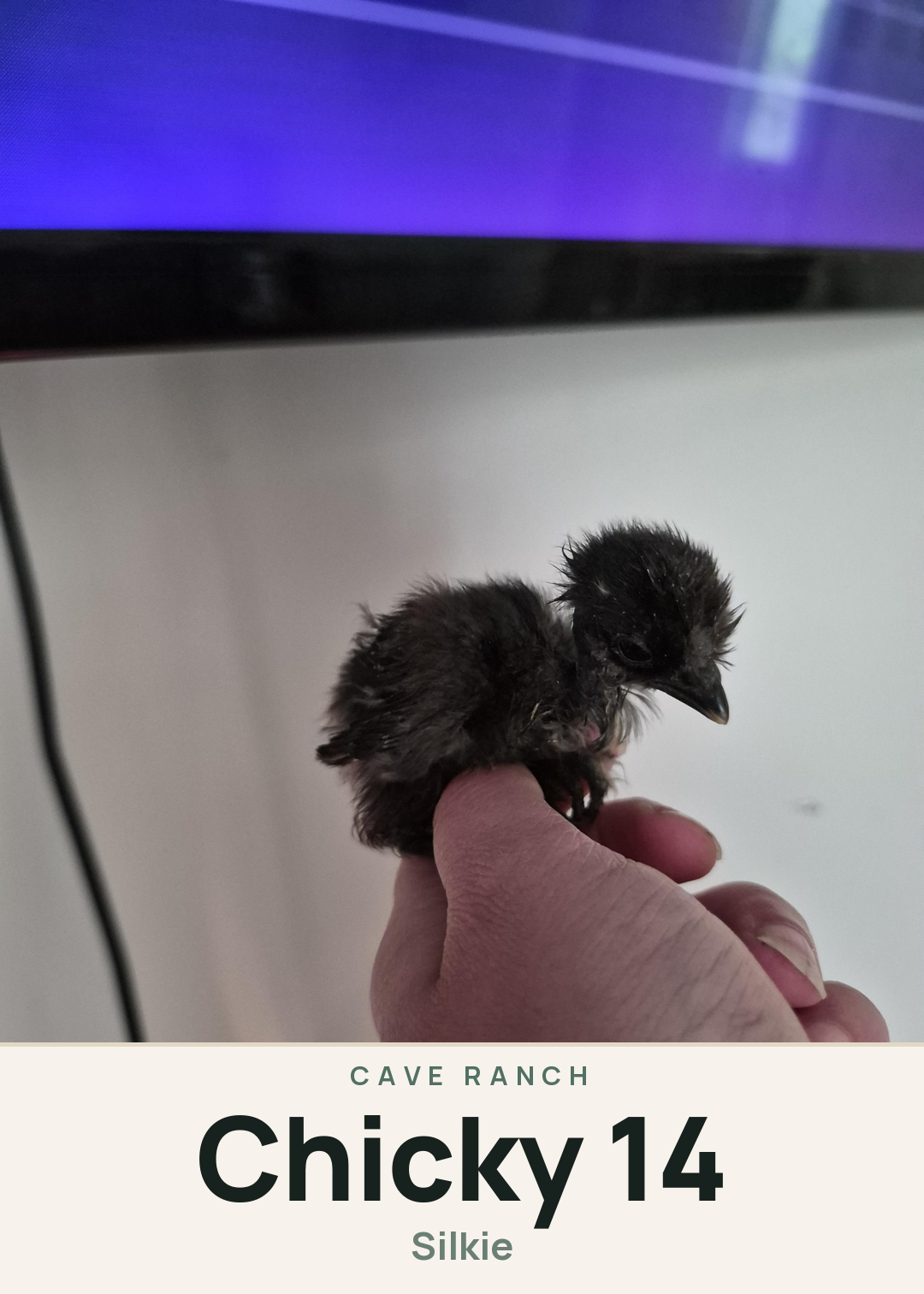 Chicky 14 Creature Card