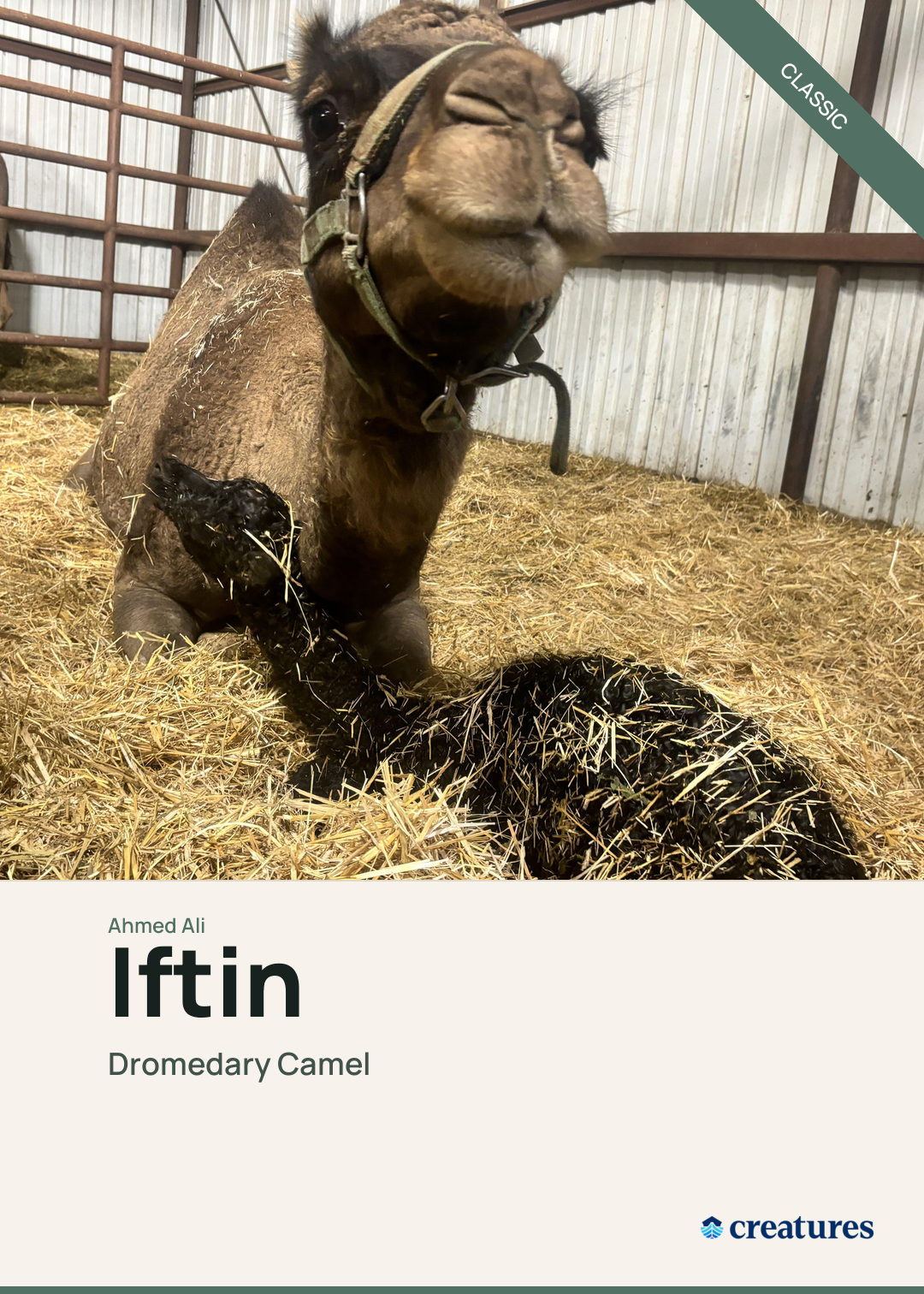 Iftin Creature Card