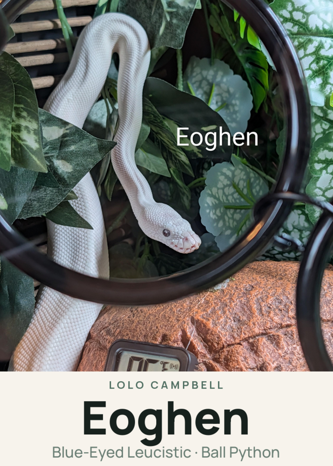 Eoghen Creature Card