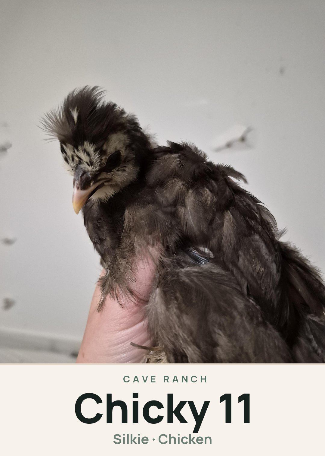 Chicky 11 Creature Card